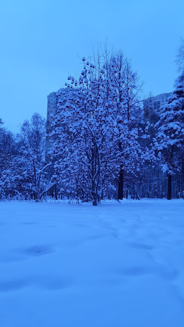 TREES ON SNOW COVERED FIELD AGAINST CLEAR SKY