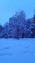 Trees on snow covered field against clear blue sky