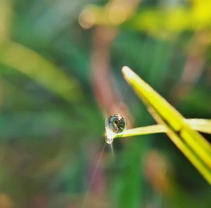 Close-up of insect on leaf