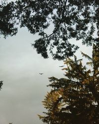 Low angle view of trees against sky