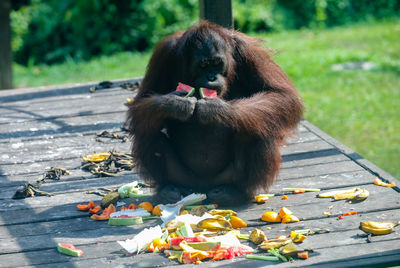 Monkey eating food