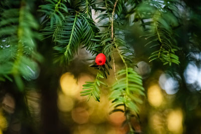 Close-up of red berries on tree