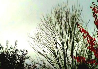 Low angle view of plants against sky