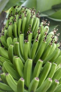 Full frame shot of green bananas