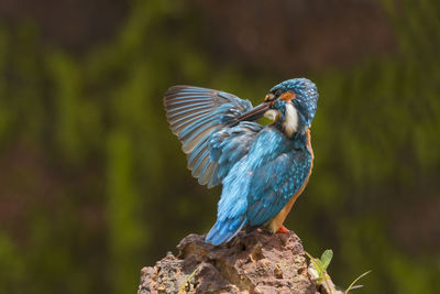 Close-up of kingfisher perching on rock