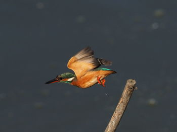 Close-up of a bird flying over lake