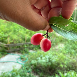 Midsection of person holding red berries