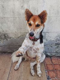 Portrait of dog sitting on floor against wall