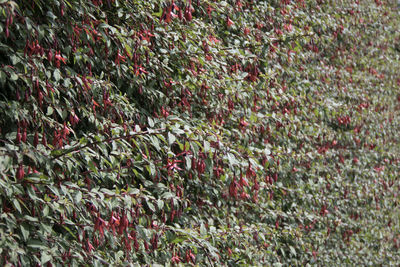 Full frame shot of red berries on field