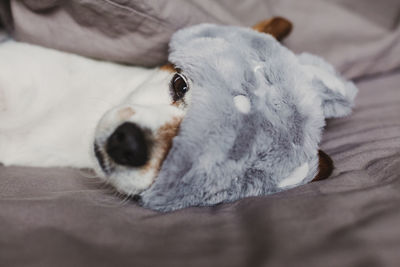 Close-up of a dog lying on bed