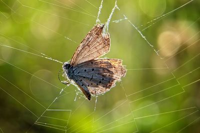 Close-up of spider on web