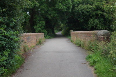 Narrow walkway along trees