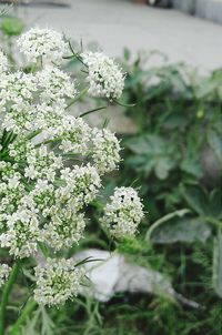 Close-up of white flowers blooming outdoors