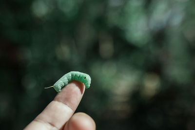 Close-up of hand holding leaf