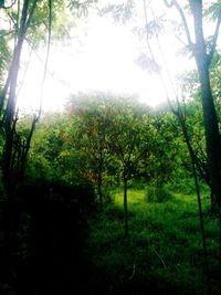 Low angle view of trees against sky