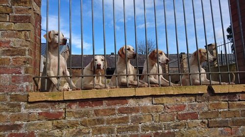 Dogs sitting by fence