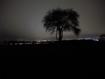 View of illuminated trees at night