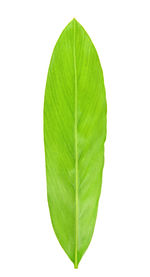 leaf