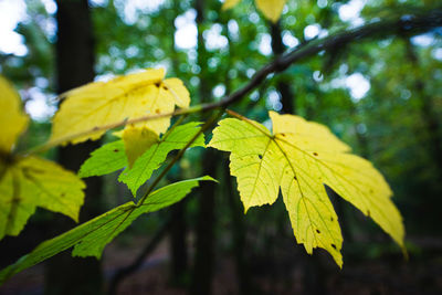 Close-up of yellow maple leaves