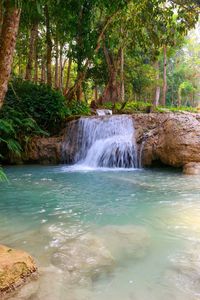 Scenic view of waterfall in forest