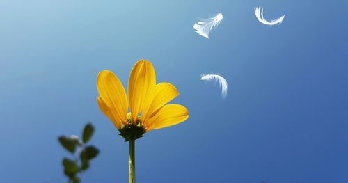 Low angle view of flowering plant against blue sky