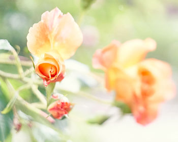 Close-up of orange rose flower