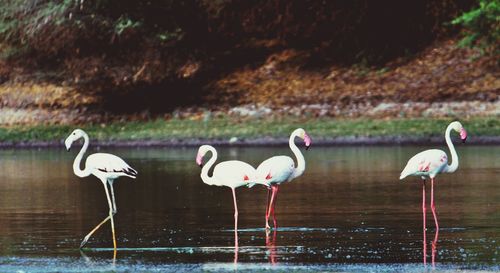 View of birds in the lake