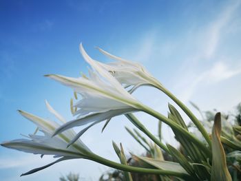 Low angle view of white flowering plant against sky