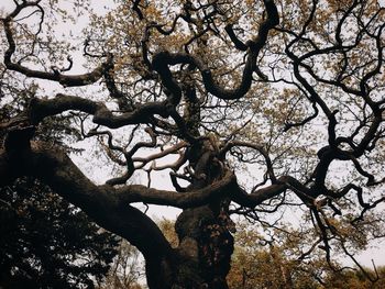 Low angle view of tree against sky