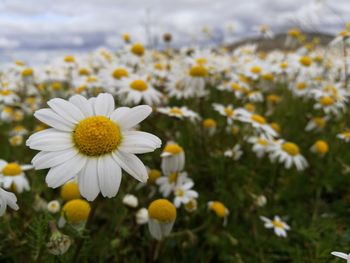 Close-up of yellow flowers blooming on field