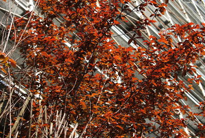 Low angle view of trees against sky