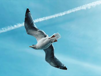 Low angle view of seagull flying over sea against sky