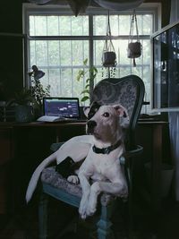 Dog sitting on table at home