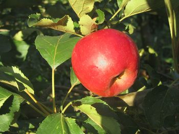 Close-up of apple on tree