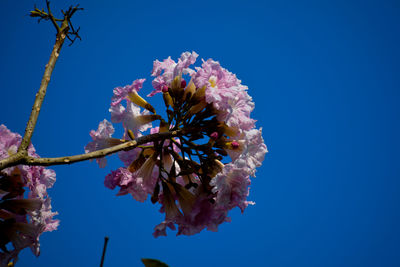 Close-up of cherry blossom against blue sky