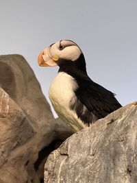 Low angle view of bird perching on rock