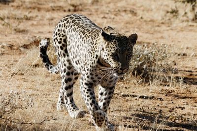 View of cat walking on land