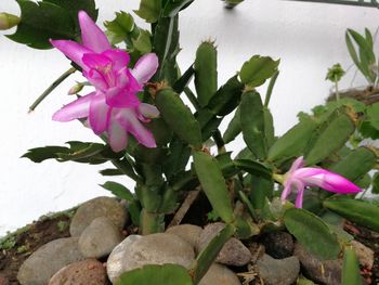 Close-up of pink flowers blooming outdoors