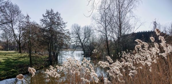 Bare trees by lake against sky