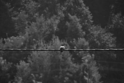 Low angle view of bird perching on cable against trees