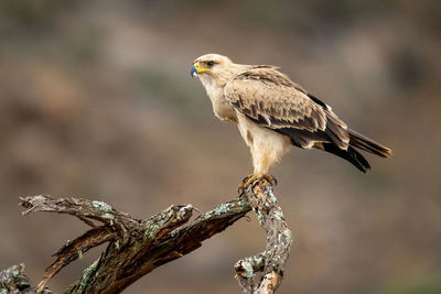 Tawny eagle on