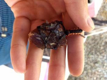 Close-up of hand holding butterfly