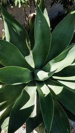 Full frame shot of green leaves