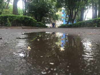 Reflection of trees in water