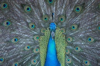 Close-up of peacock