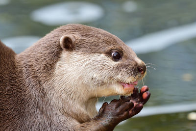 Close-up of an animal