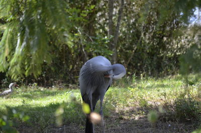 Bird on grass