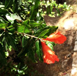 Close-up of red flowers