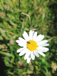 Close-up of insect on daisy flower