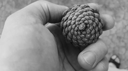 Close-up of hand holding leaf